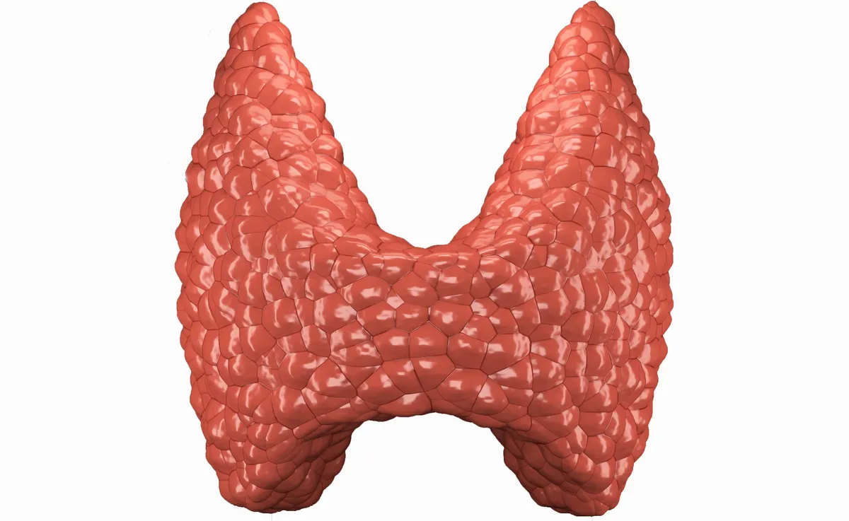 Що показує УЗД щитоподібної залози?
