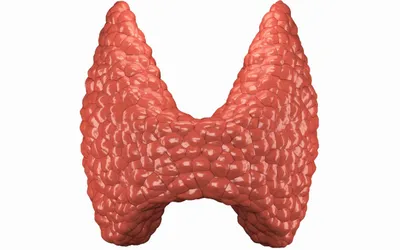 Що показує УЗД щитоподібної залози?