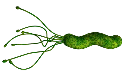 Діагностика хелікобактерної інфекції