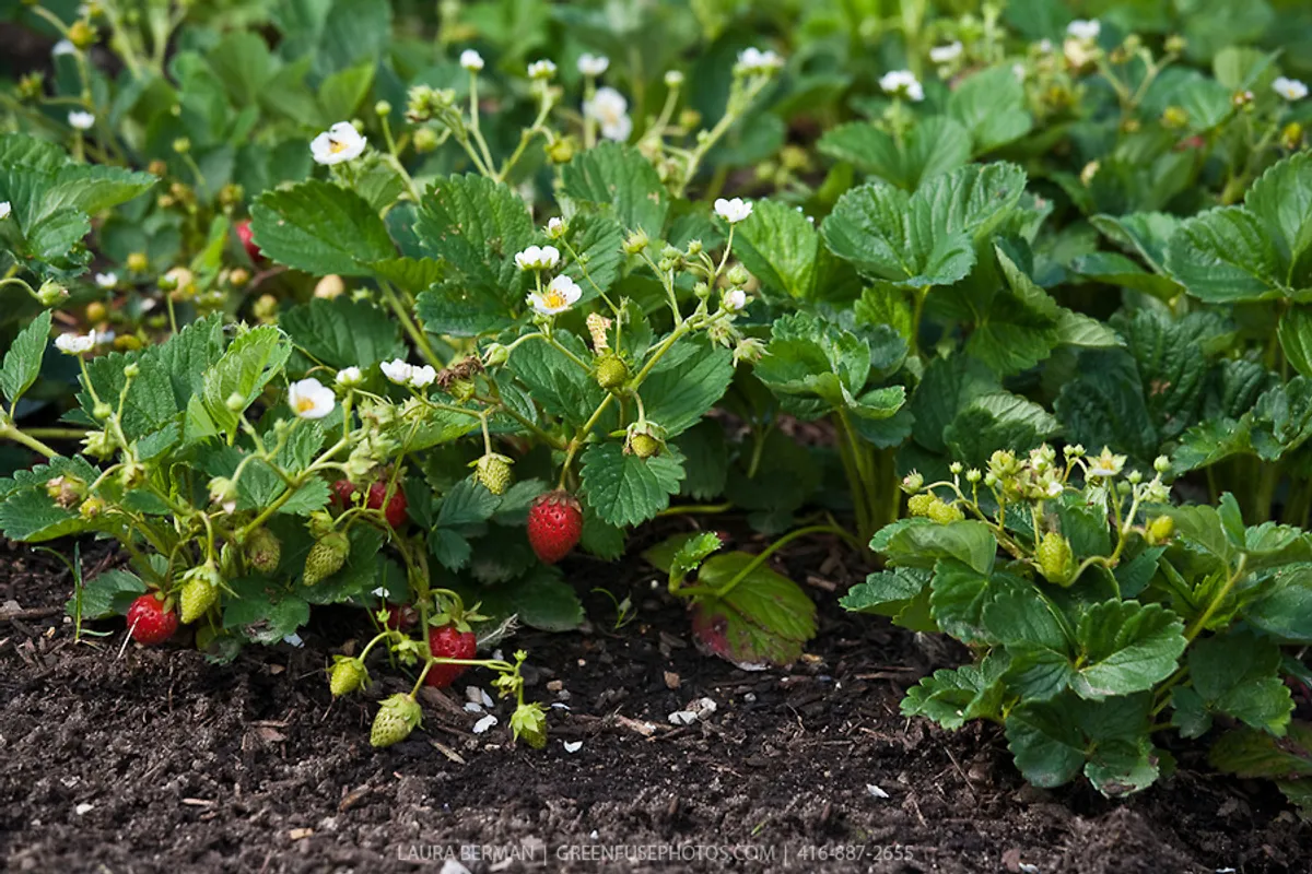 ПАРАЗИТельные соседи