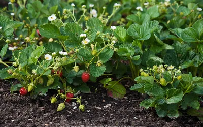 ПАРАЗИТельные соседи