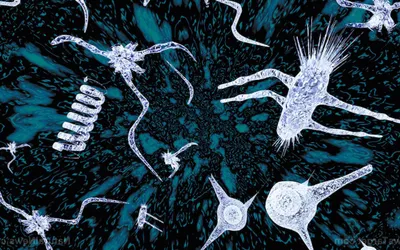 Радиоволновое удаление папиллом на половых органах