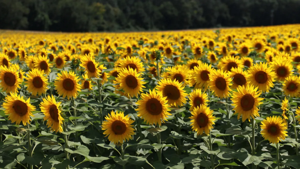 Чим корисний вітамін Е і які продукти його містять?