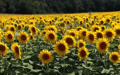 Чим корисний вітамін Е і які продукти його містять?